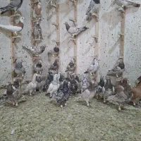 کبوتر یا کفتر سرور قزوینی