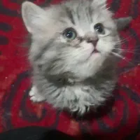 گربه نر پرشین