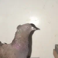 کفتر|پرنده|سیرجان, |دیوار