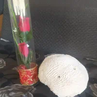 سنگ مرجان و گل|مجسمه، تندیس، ماکت|اصفهان, شاه پسند|دیوار