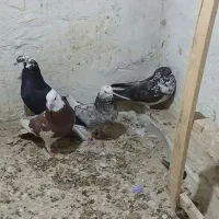 کفتر پرشی