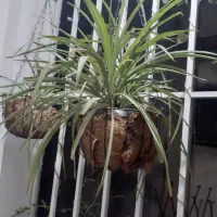 کاکتوس