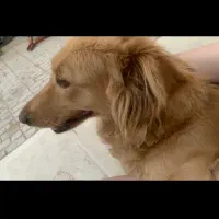 سگ گمشده|حیوانات|تایباد, |دیوار