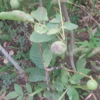 فروش نهال گردو کاغذی|گل و گیاه طبیعی|سراب, |دیوار