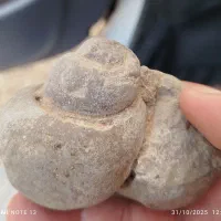 فسیل حلزون|کلکسیون اشیاء عتیقه|شیراز, کیان شهر|دیوار