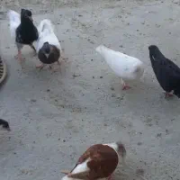 ریش کاکل کله ناب|پرنده|چابهار, |دیوار