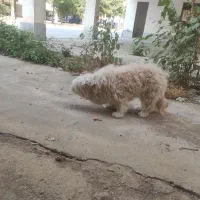 سگ پاکوتاه .نژاد تریر ماده