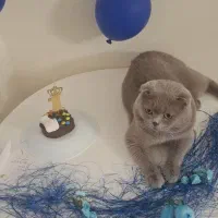 گربه نر اسکاتیش