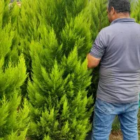 کاج طلایی لاوسون در انواع سایز