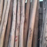 چوپ سالم|خدمات باغبانی و درختکاری|فیروزآباد (آذربایجان), |دیوار