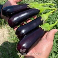بادمجان صادراتی|خوردنی و آشامیدنی|کرج, آق تپه|دیوار