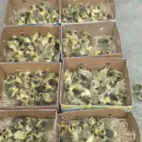 جوجه غاز*اردک*بوقلمون*گلپایگان*رنگی