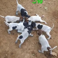 فروش توله شکاری