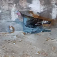 بوقلمون ماده معمولی