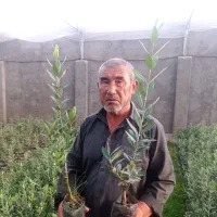 فروش نهال گلابی خرمالو انجیر پسته گردو صنوبر بادام|خدمات باغبانی و درختکاری|ساری, |دیوار