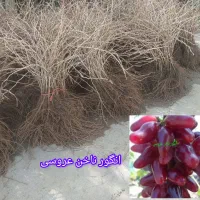 سبز نهال|خدمات باغبانی و درختکاری|خنداب, |دیوار