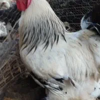 خروس برهما،اردک اصلاحی سفید جثه بزرگ