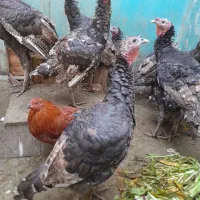 ۹عدد بوقلمون نروماده