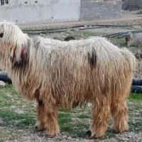 فروش قوچ کری سفید بختیاری