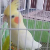 عروس هلندی|پرنده|بروجرد, |دیوار