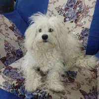 سگ شیتزو|سگ|قم, نیروگاه|دیوار