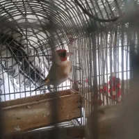 چهار عدد سرسیاه گل بلند دهن زن