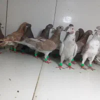 دسته ۱۷تایی پرشی سوسکی و قورگی