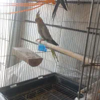 یه جفت عروس هلندی تخم گزار