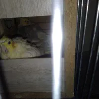 عروس هلندی سه جفت یک جفت با سه تخم|پرنده|تهران, شهرک طالقانی|دیوار