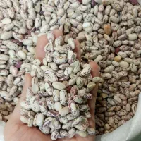 لوبیا *چیتی* ازبک درشت تمیز حبوبات *تازه*