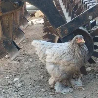فروش مرغ و خروس|حیوانات مزرعه|خرمدشت, |دیوار