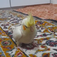 عروس هلندی نر لوتینو|پرنده|مشهد, شهید احمدی روشن|دیوار