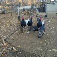 بوقلمون محلی|حیوانات مزرعه|بانه, |دیوار