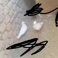 چند عدد کفتر فروشی|پرنده|زارچ, |دیوار