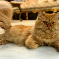 گربه پرشین طلایی اصیل ماده ۸