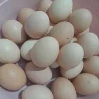 تخم مرغ نطفه دار گلین لری