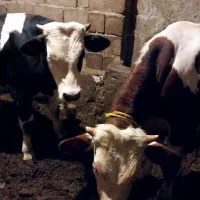 تعداد دو راس گوساله نر سیمینتال