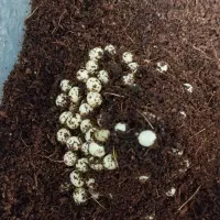 فروش حلزون|خزنده|قم, علی آباد سعدگان|دیوار