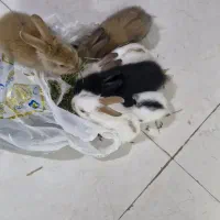 واگذاری خرگوش