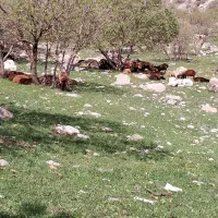 چوپان گوسفند