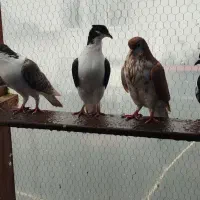 کبوتر چادری|پرنده|رشت, بازار|دیوار