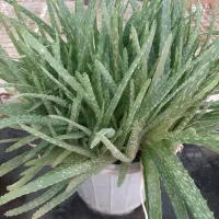 گیاه دارویی|آرایشی، بهداشتی، درمانی|اردبیل, |دیوار