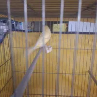 قناری نر درشت