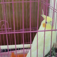 طوطی عروس پنج ماهه ماده با قفس|پرنده|بابل, |دیوار