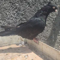 اراکی و آبادانی|پرنده|اصفهان, بوستان کوهستانی صفه|دیوار