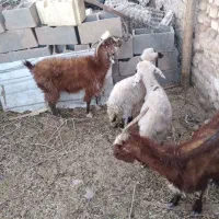 بره و بز|حیوانات مزرعه|حمیدیا, |دیوار