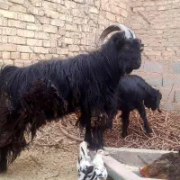 کهره نر چاق سر حال