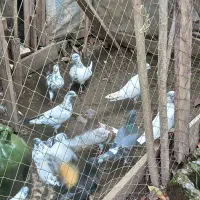 کبوتر|پرنده|کوچصفهان, |دیوار