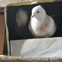 طوقی تمیز جفت عروسک|پرنده|یاسوج, |دیوار