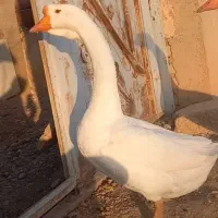 قوغار اصیل|حیوانات مزرعه|بشاریات, |دیوار